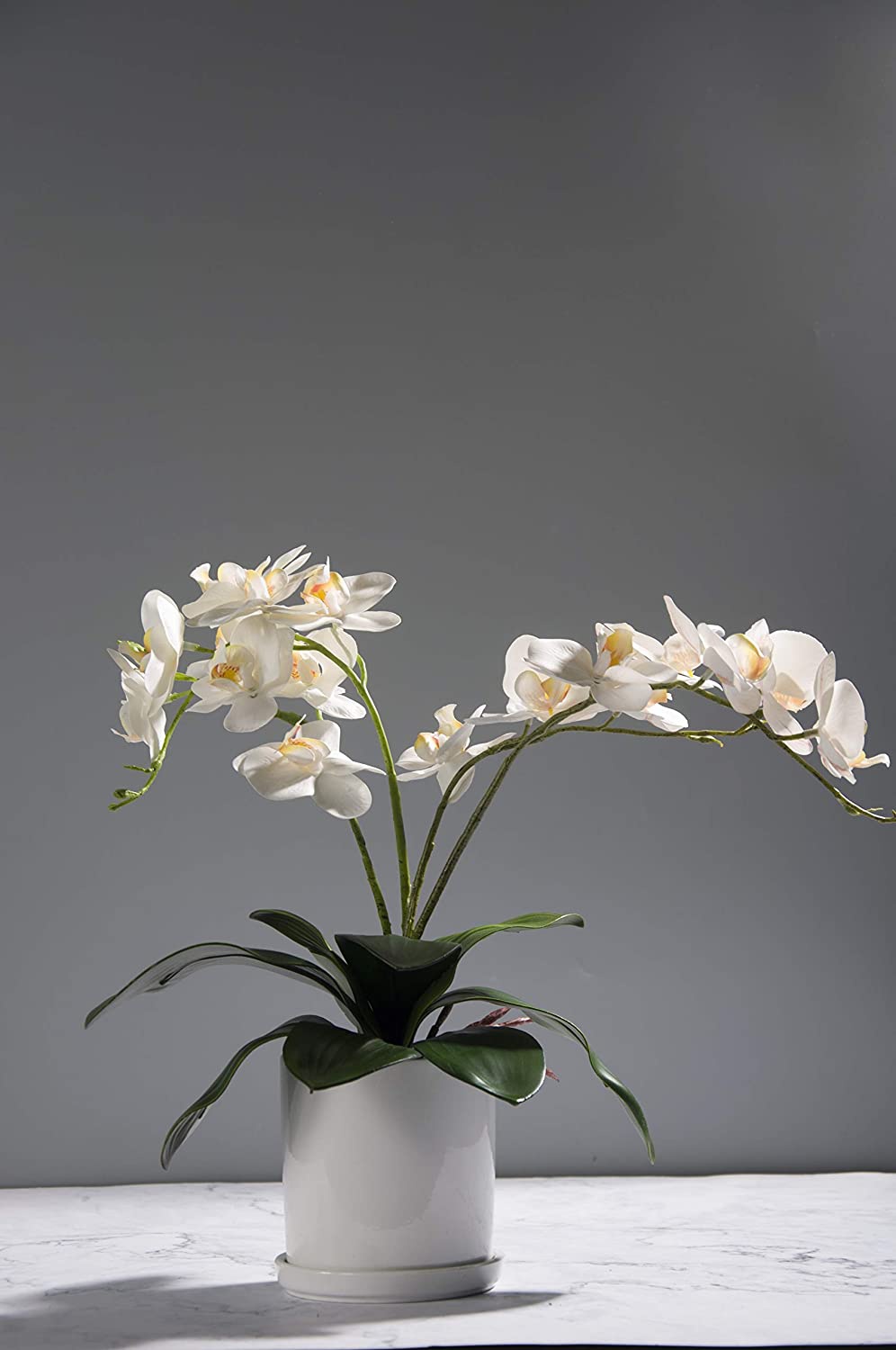 Phalaenopsis-Orchideenblätter, – Orchid Phalaenopsis Bewertung und Preis
