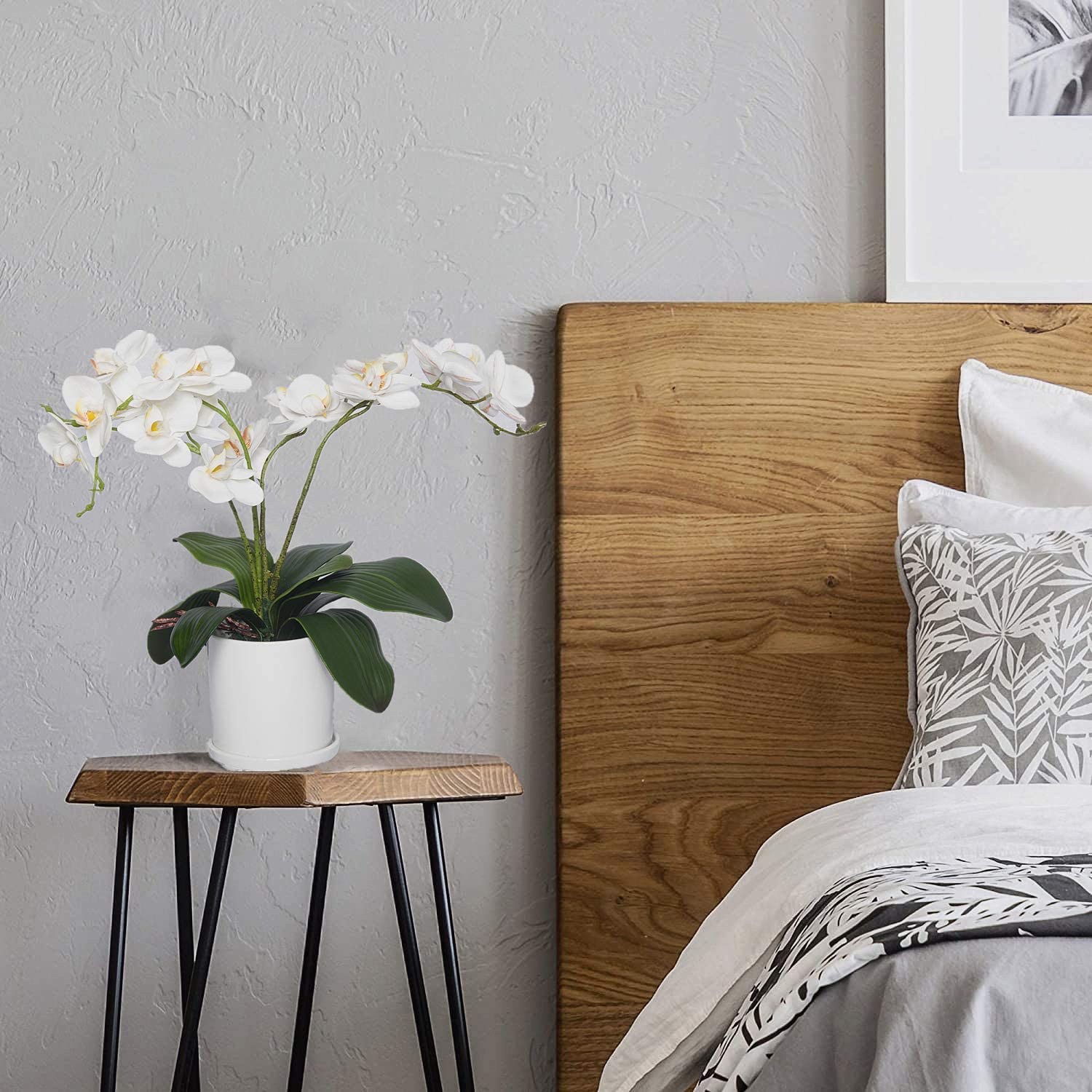 Phalaenopsis-Orchideenblätter, – Orchid Phalaenopsis Bewertung und Preis