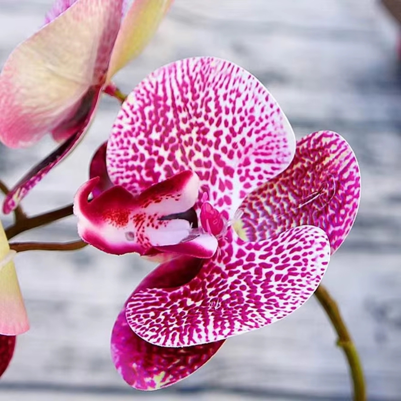 3D Künstliche Blumen Kunststof – Orchid Phalaenopsis Bewertung und Preis