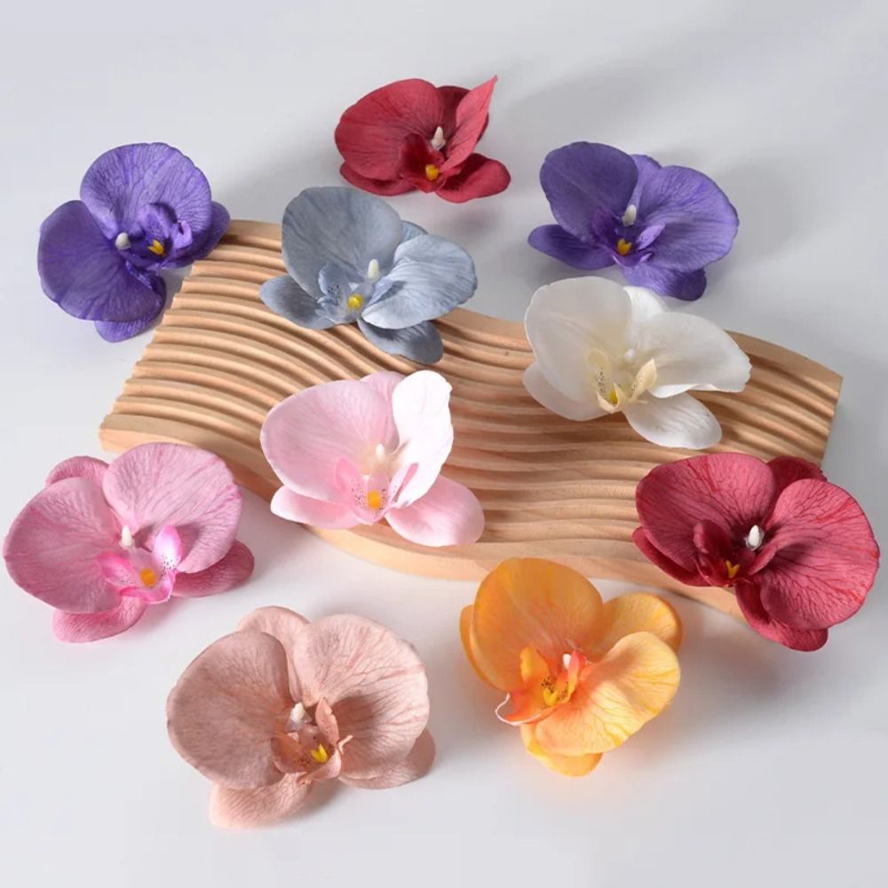 DIY Phalaenopsis Blütenkopf Ha – Orchid Phalaenopsis Bewertung und Preis