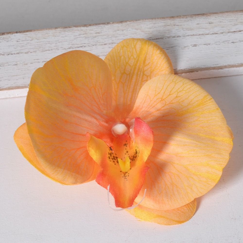 DIY Phalaenopsis Blütenkopf Ha – Orchid Phalaenopsis Bewertung und Preis